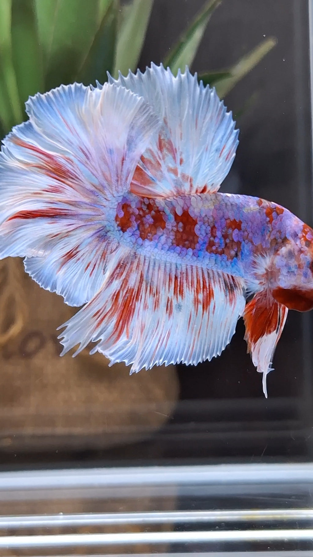 Halfmoon Rosetail Barongsai Betta Fish Male