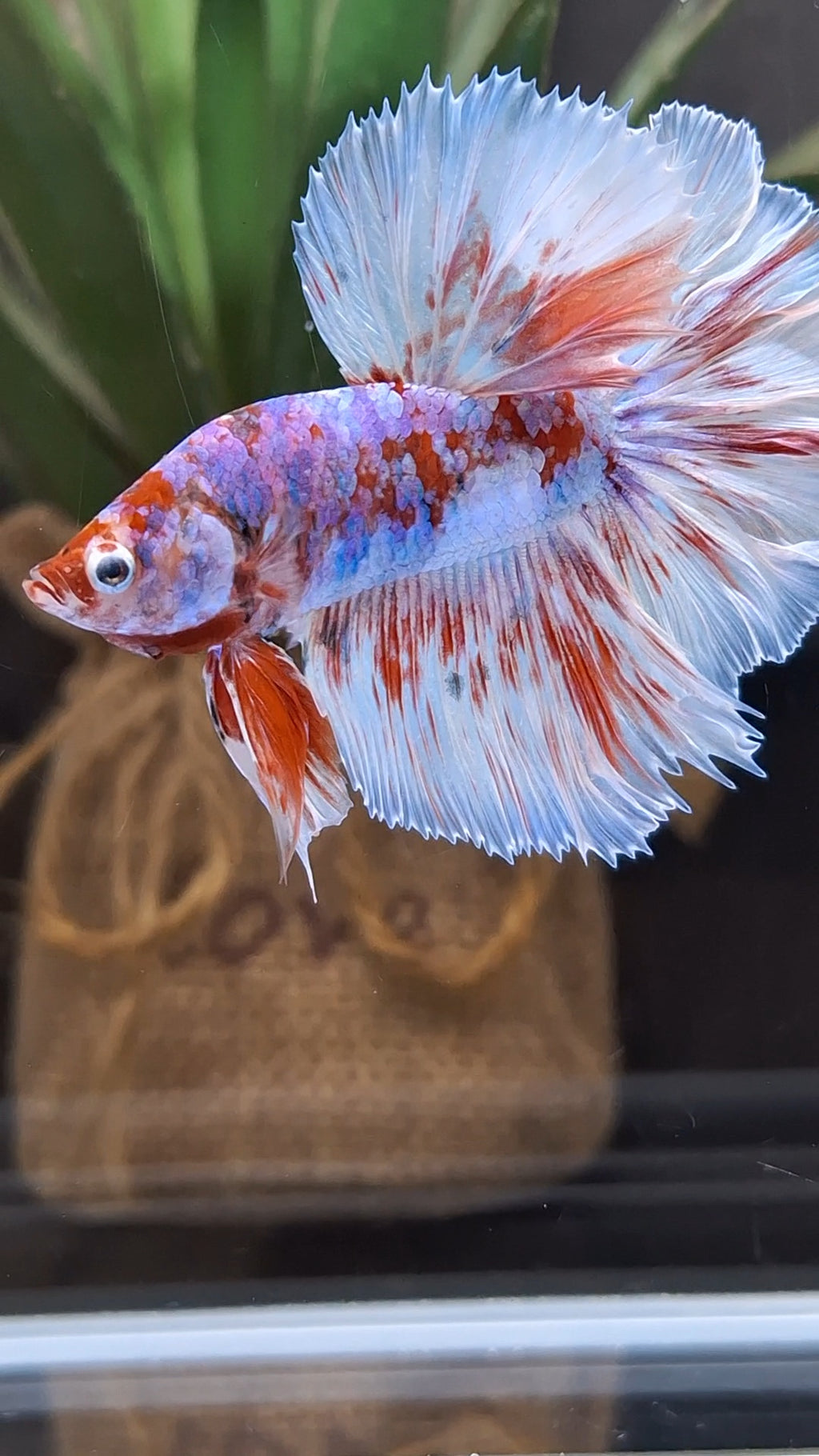 Halfmoon Rosetail Barongsai Betta Fish Male