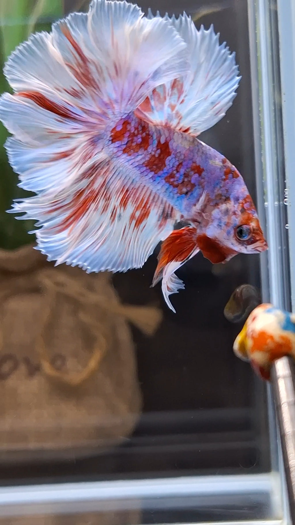 Halfmoon Rosetail Barongsai Betta Fish Male