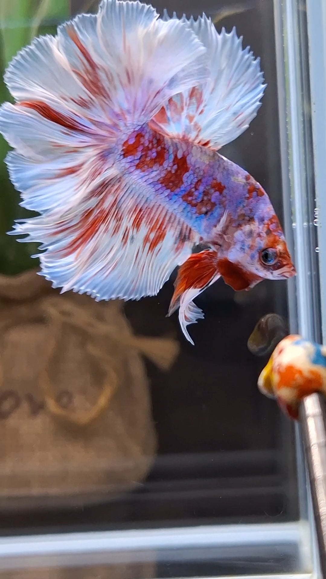 Halfmoon Rosetail Barongsai Betta Fish Male