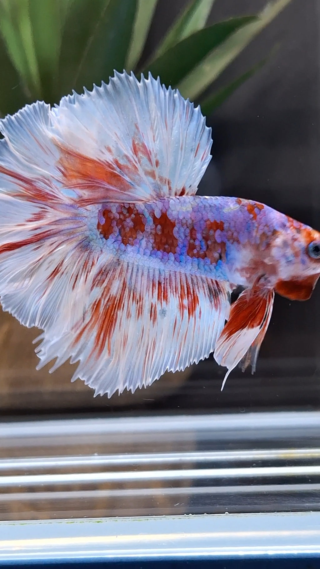 Halfmoon Rosetail Barongsai Betta Fish Male