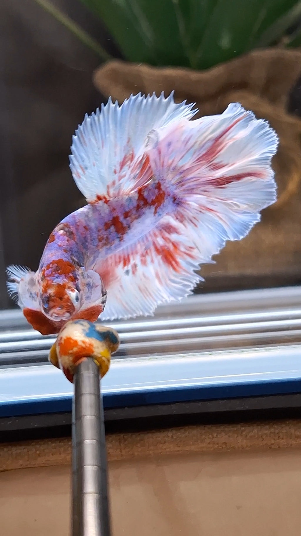 Halfmoon Rosetail Barongsai Betta Fish Male