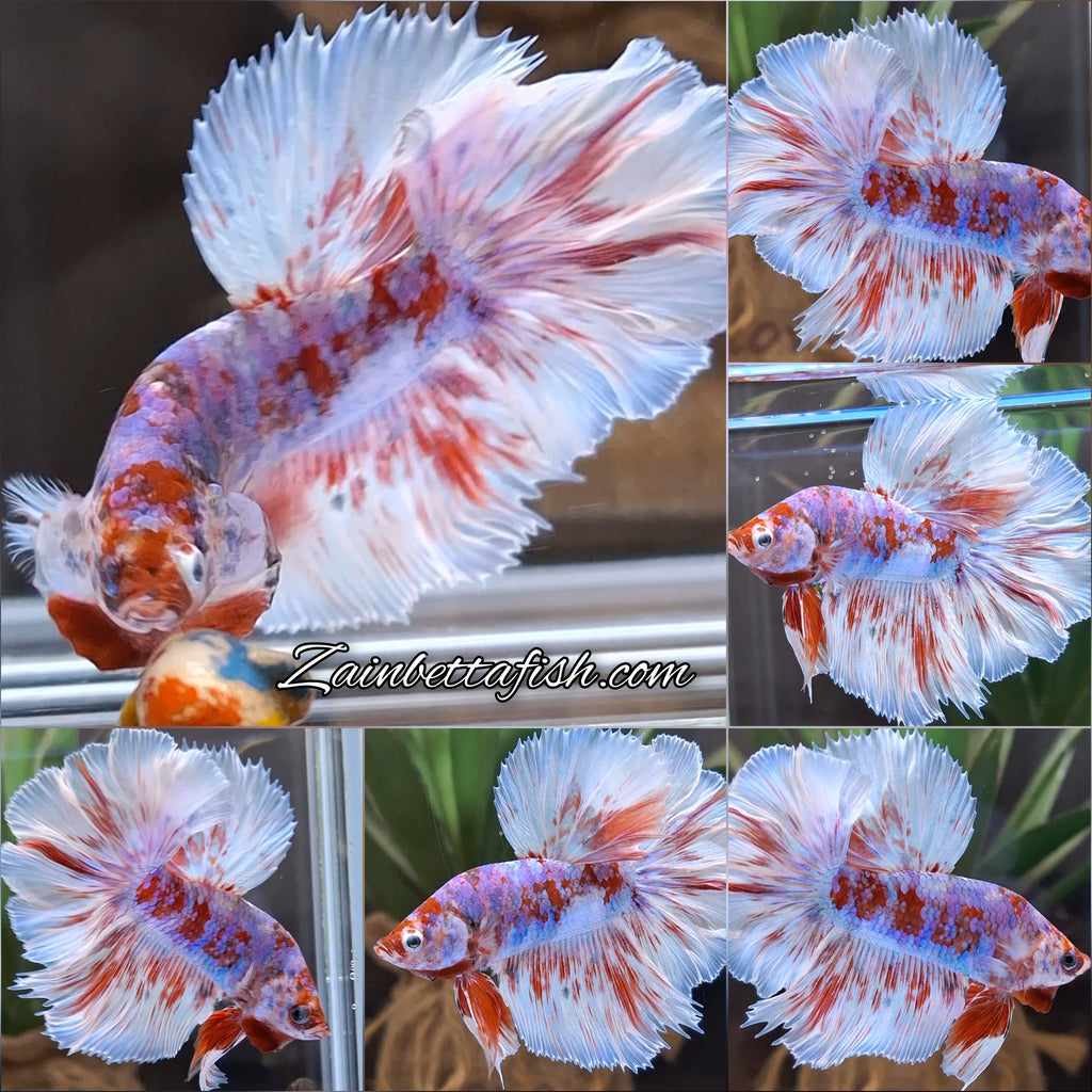 Halfmoon Rosetail Barongsai Betta Fish Male