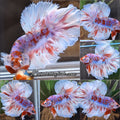 Halfmoon Rosetail Barongsai Betta Fish Male