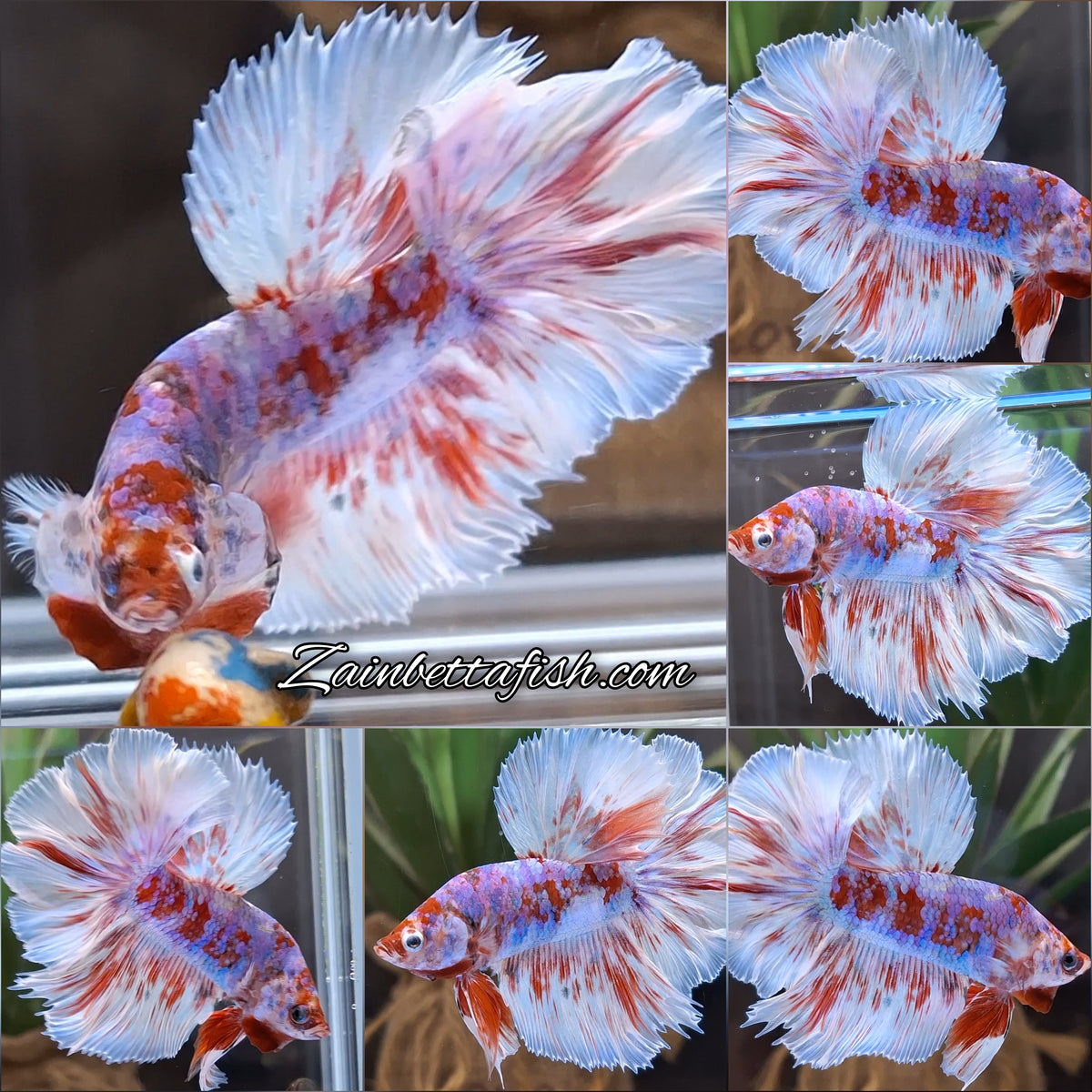 Halfmoon Rosetail Barongsai Betta Fish Male