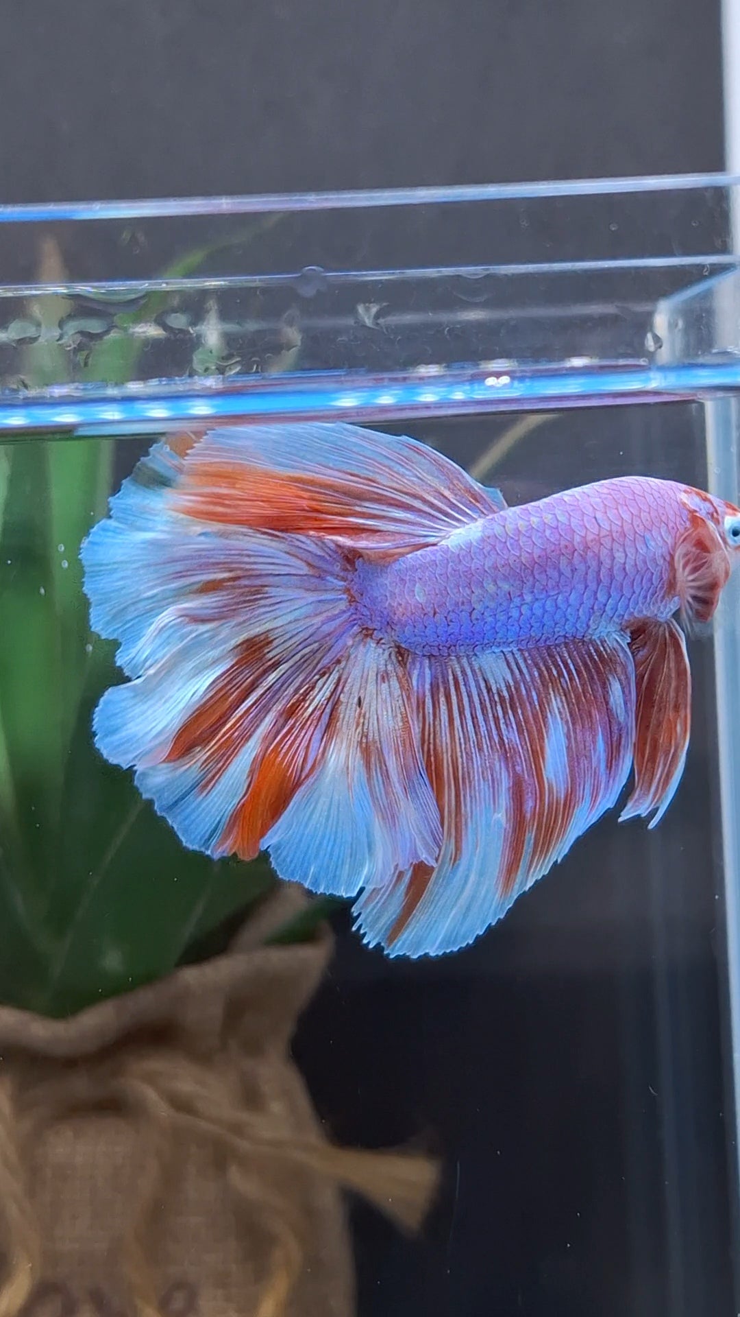 Halfmoon Rosetail Purple Aurora Barongsai Rare Betta Fish Male