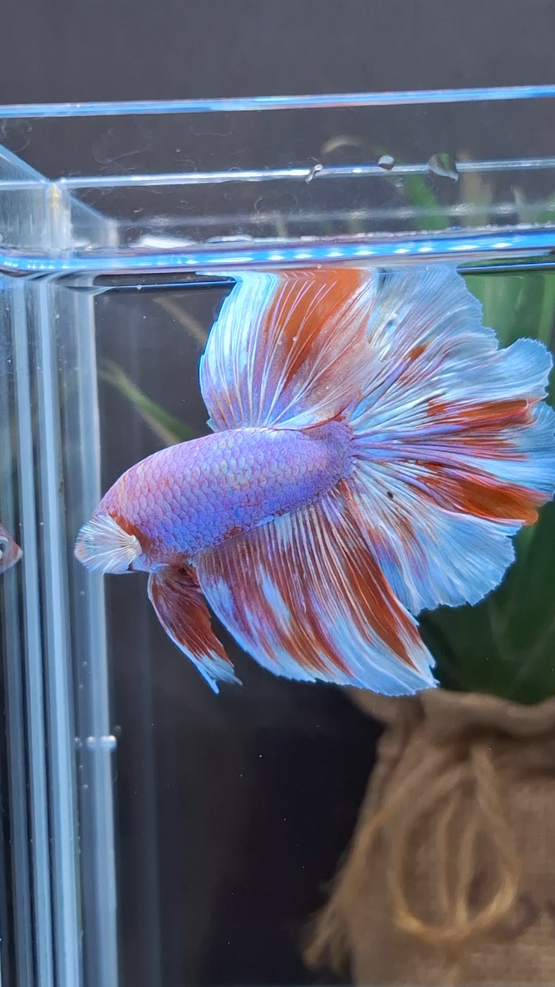 Halfmoon Rosetail Purple Aurora Barongsai Rare Betta Fish Male