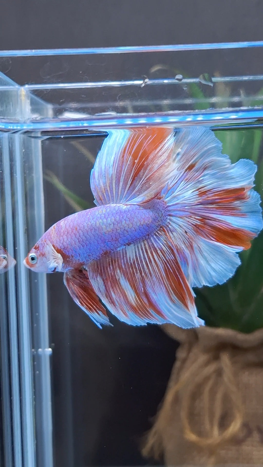 Halfmoon Rosetail Purple Aurora Barongsai Rare Betta Fish Male