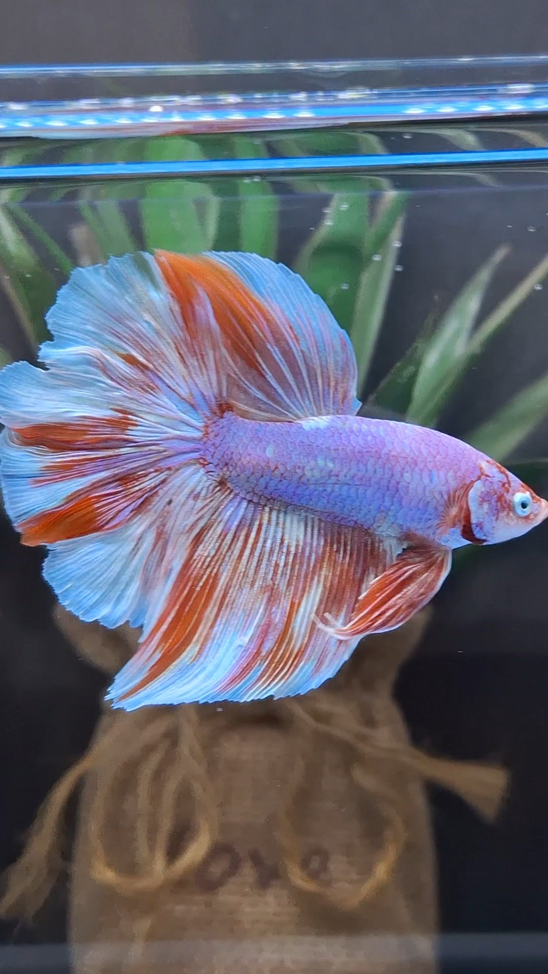 Halfmoon Rosetail Purple Aurora Barongsai Rare Betta Fish Male