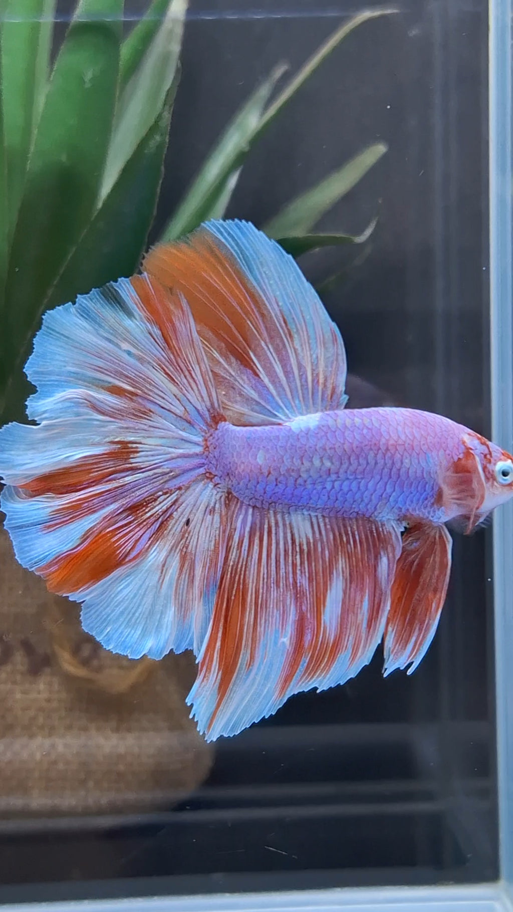 Halfmoon Rosetail Purple Aurora Barongsai Rare Betta Fish Male