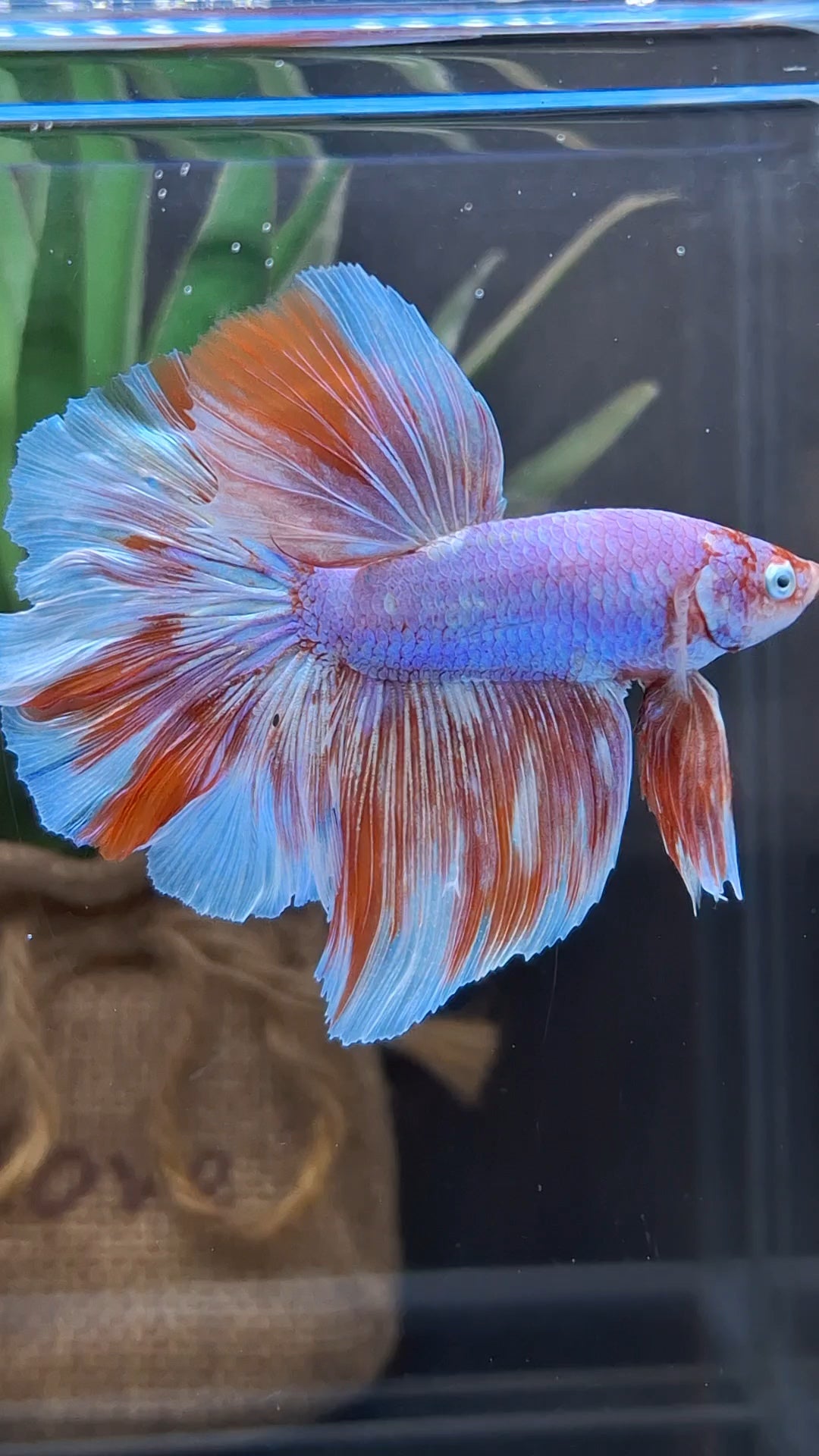 Halfmoon Rosetail Purple Aurora Barongsai Rare Betta Fish Male