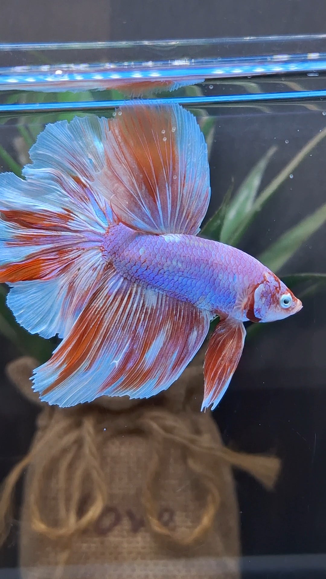 Halfmoon Rosetail Purple Aurora Barongsai Rare Betta Fish Male