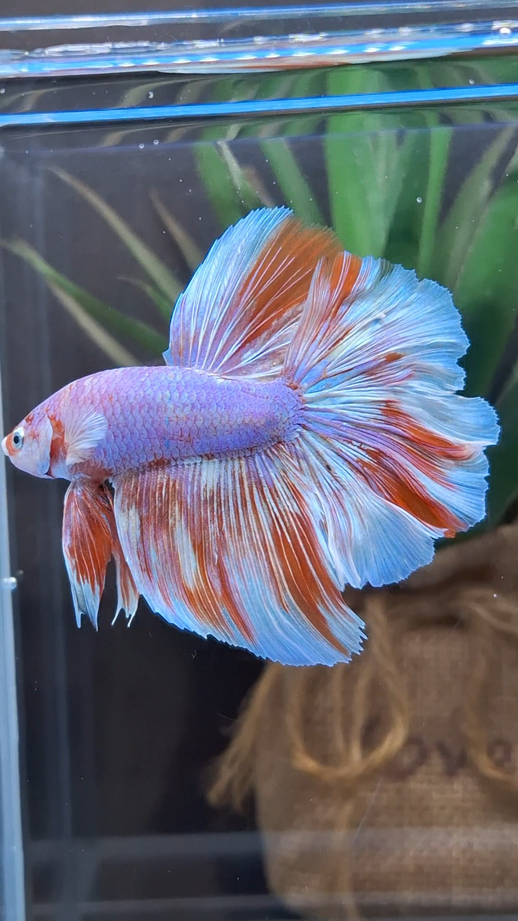 Halfmoon Rosetail Purple Aurora Barongsai Rare Betta Fish Male