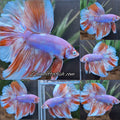 Halfmoon Rosetail Purple Aurora Barongsai Rare Betta Fish Male