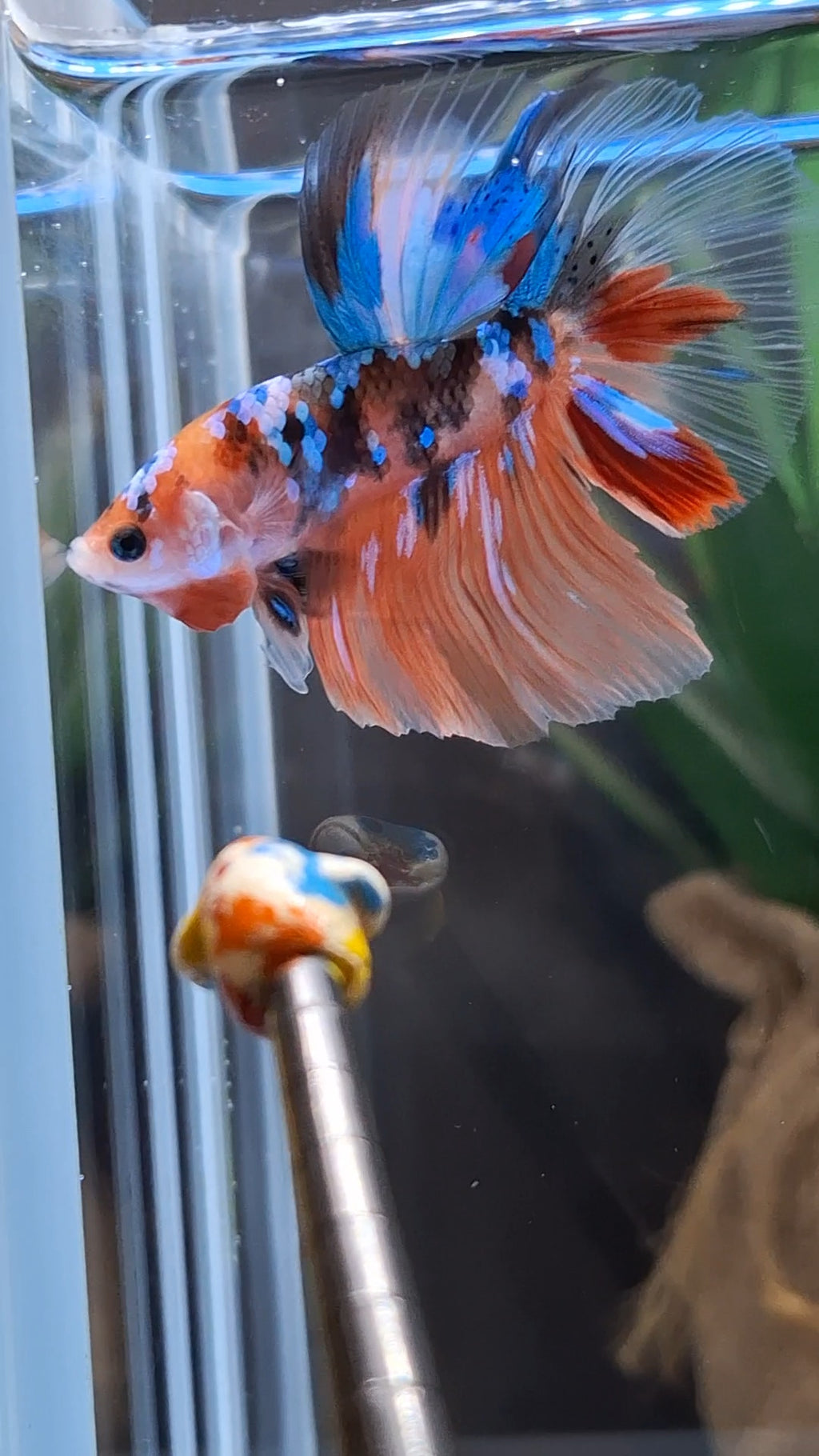 Halfmoon Nemo Koi Tiger Betta Fish Male