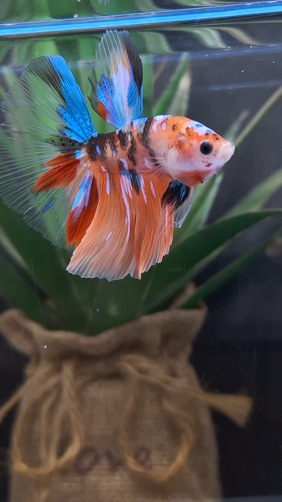 Halfmoon Nemo Koi Tiger Betta Fish Male