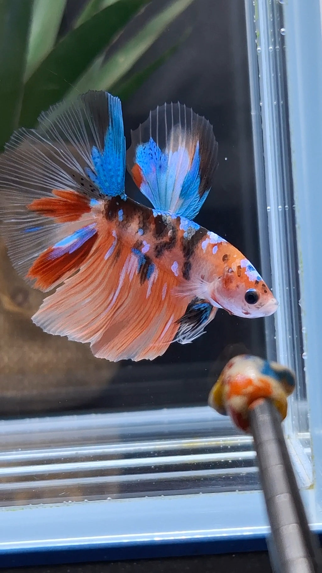 Halfmoon Nemo Koi Tiger Betta Fish Male