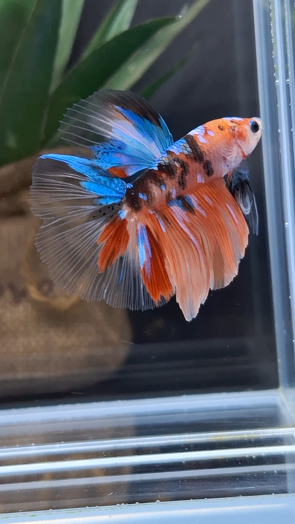 Halfmoon Nemo Koi Tiger Betta Fish Male