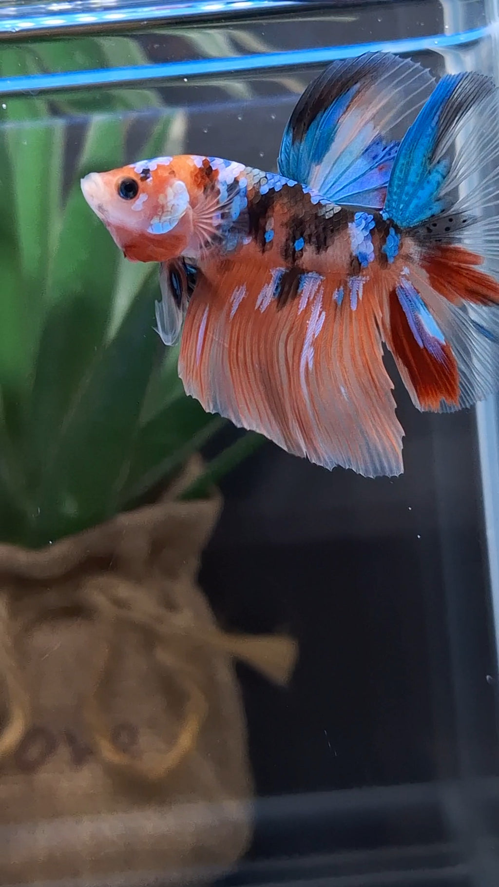 Halfmoon Nemo Koi Tiger Betta Fish Male