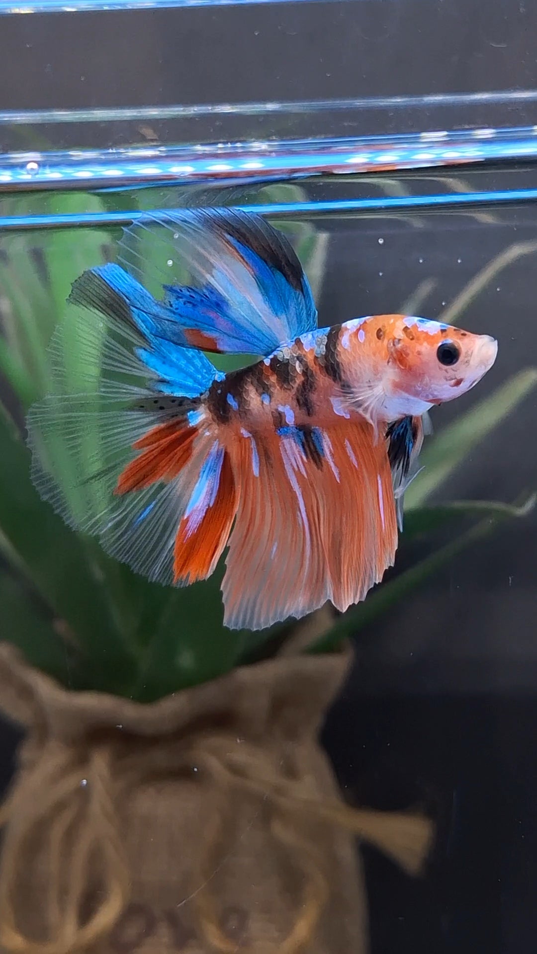 Halfmoon Nemo Koi Tiger Betta Fish Male