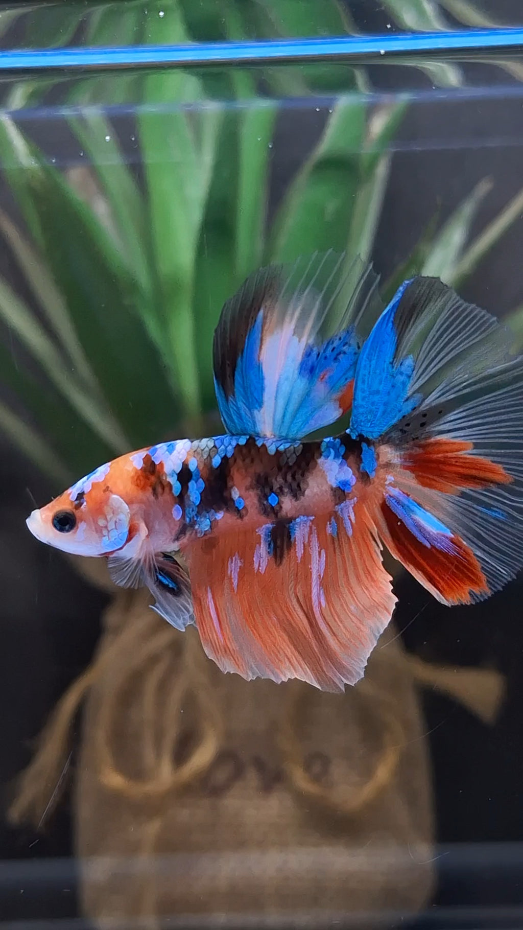 Halfmoon Nemo Koi Tiger Betta Fish Male