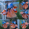 Halfmoon Nemo Koi Tiger Betta Fish Male