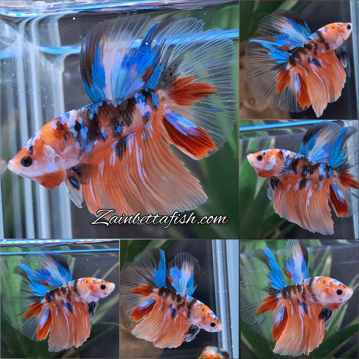 Halfmoon Nemo Koi Tiger Betta Fish Male