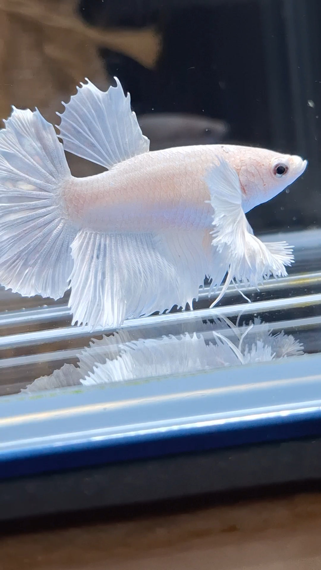 Halfmoon Dumbo Ear White Platinum Rare Betta Fish Female For Sorority / Breed