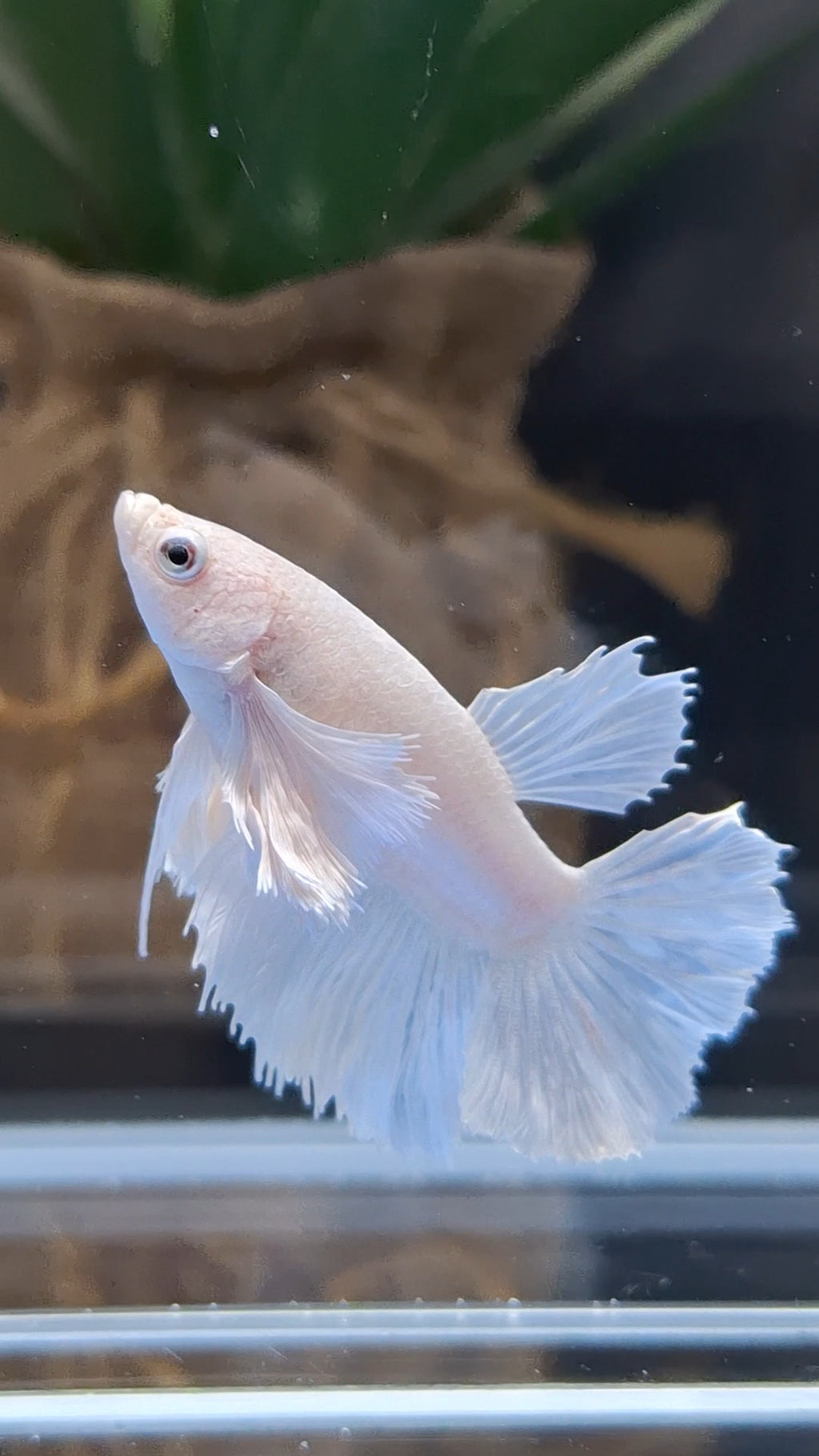Halfmoon Dumbo Ear White Platinum Rare Betta Fish Female For Sorority / Breed