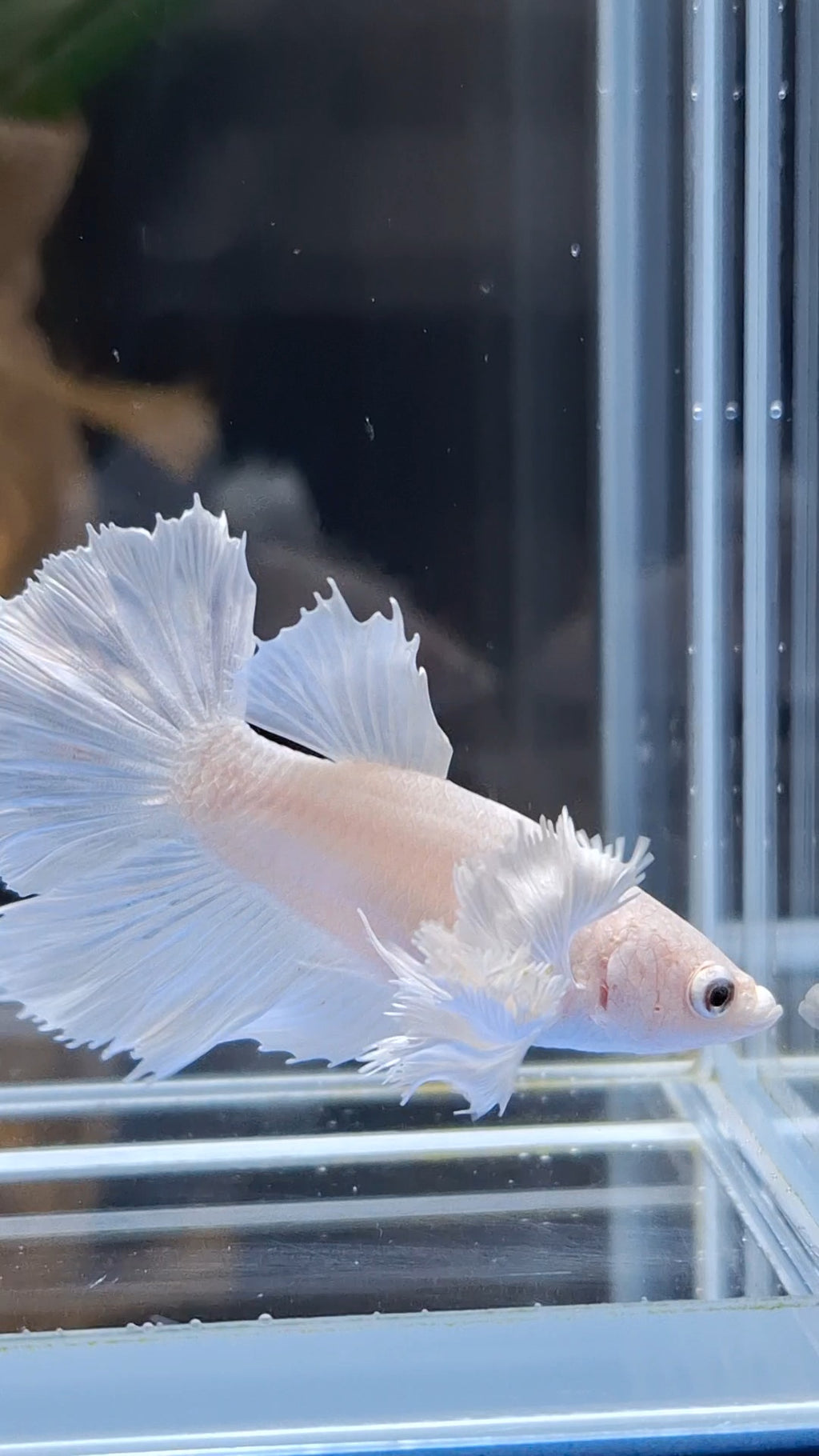 Halfmoon Dumbo Ear White Platinum Rare Betta Fish Female For Sorority / Breed