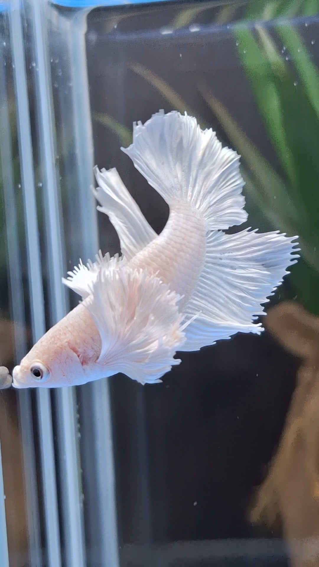 Halfmoon Dumbo Ear White Platinum Rare Betta Fish Female For Sorority / Breed