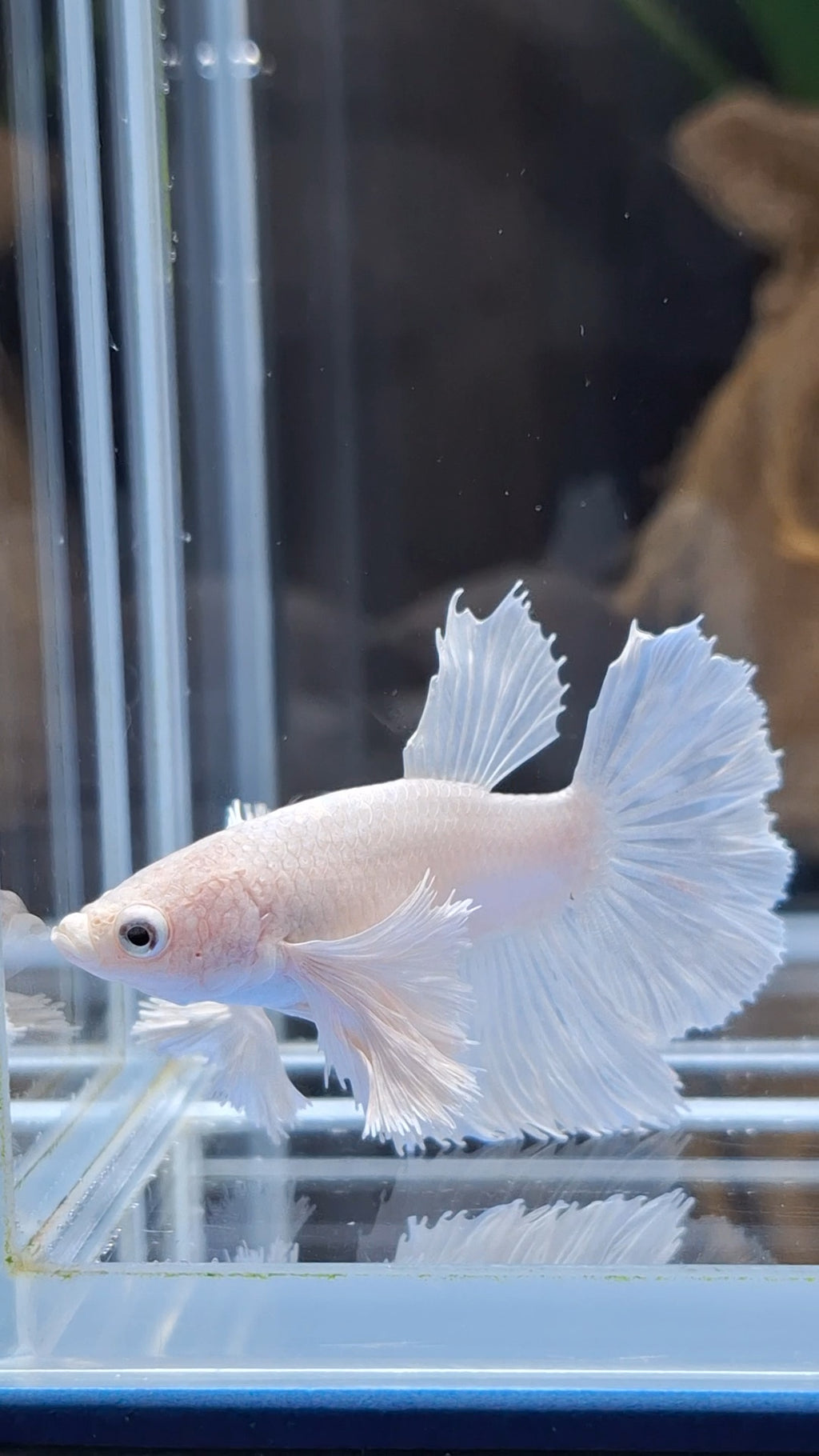 Halfmoon Dumbo Ear White Platinum Rare Betta Fish Female For Sorority / Breed