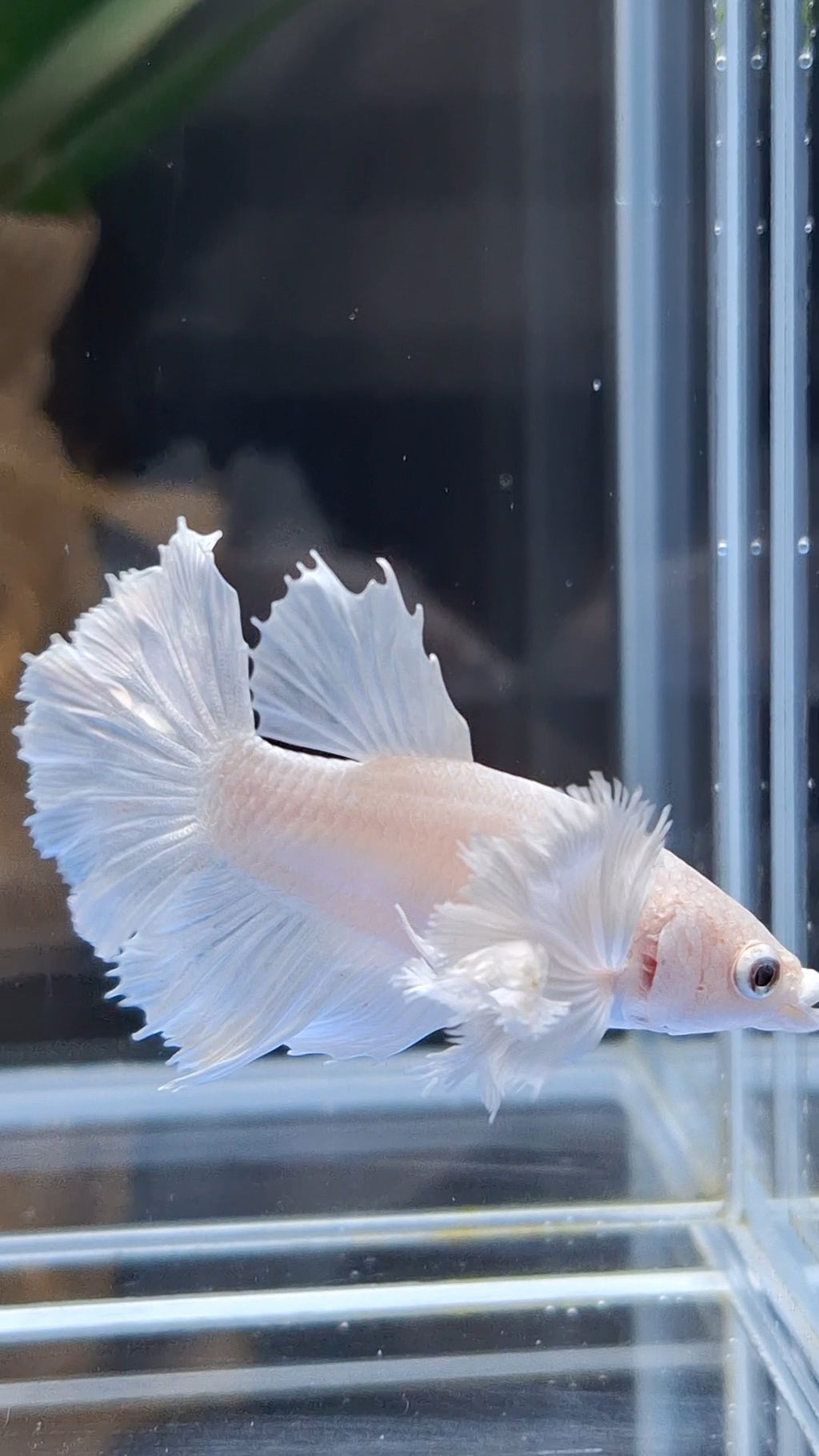 Halfmoon Dumbo Ear White Platinum Rare Betta Fish Female For Sorority / Breed