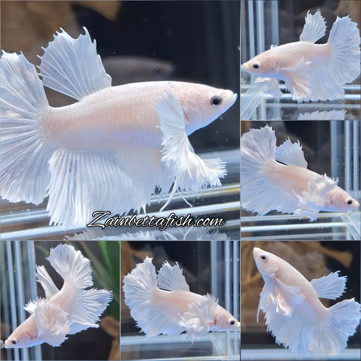 Halfmoon Dumbo Ear White Platinum Rare Betta Fish Female For Sorority / Breed