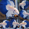 Blue Rim Halfmoon Betta Fish Male