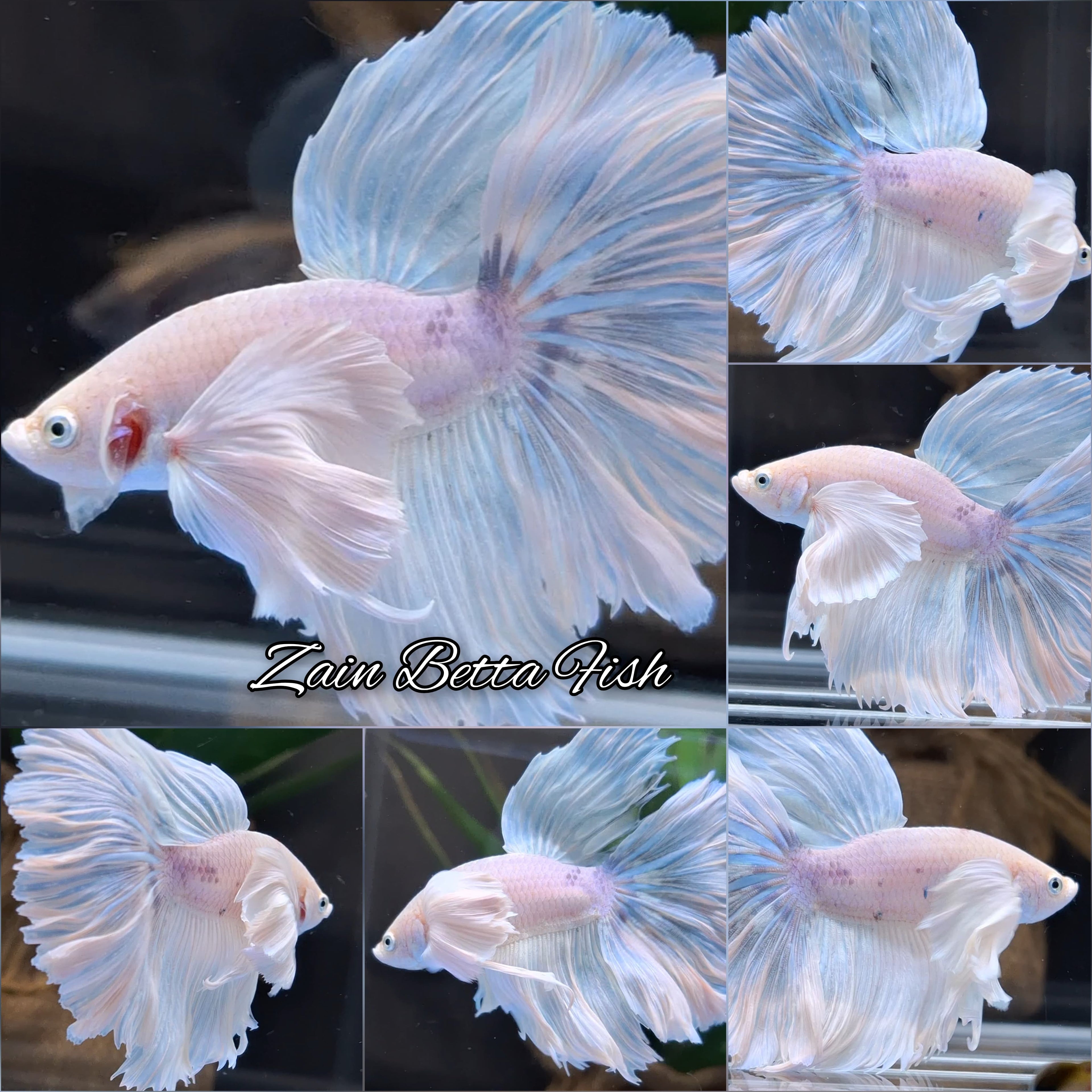 Dumbo Ear White Unicorn Skyblue Halfmoon Betta Fish Male