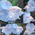 Dumbo Ear White Unicorn Skyblue Halfmoon Betta Fish Male