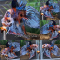 Veiltail Multicolor Koi Betta Fish XXL Size Male