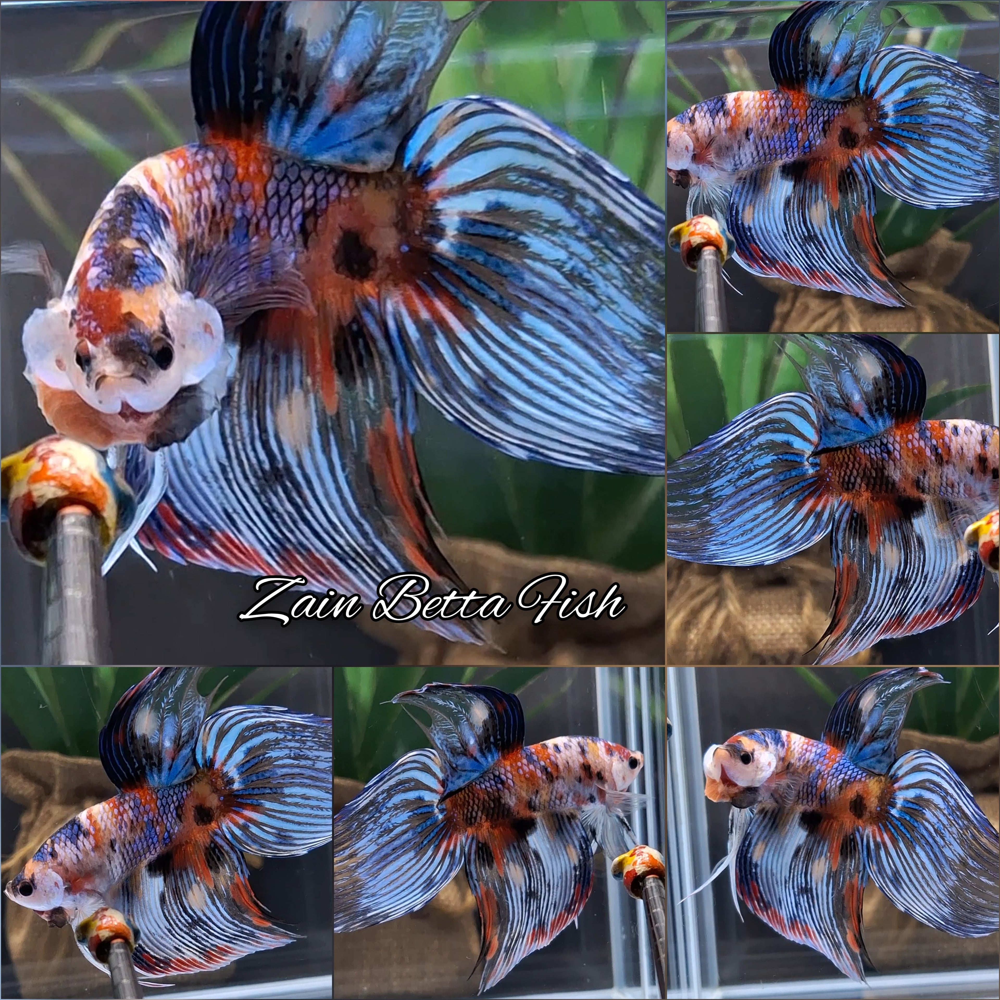 Veiltail Multicolor Koi Betta Fish XXL Size Male