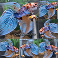 Veiltail Multicolor Candy Koi XXL Size Betta Fish Male