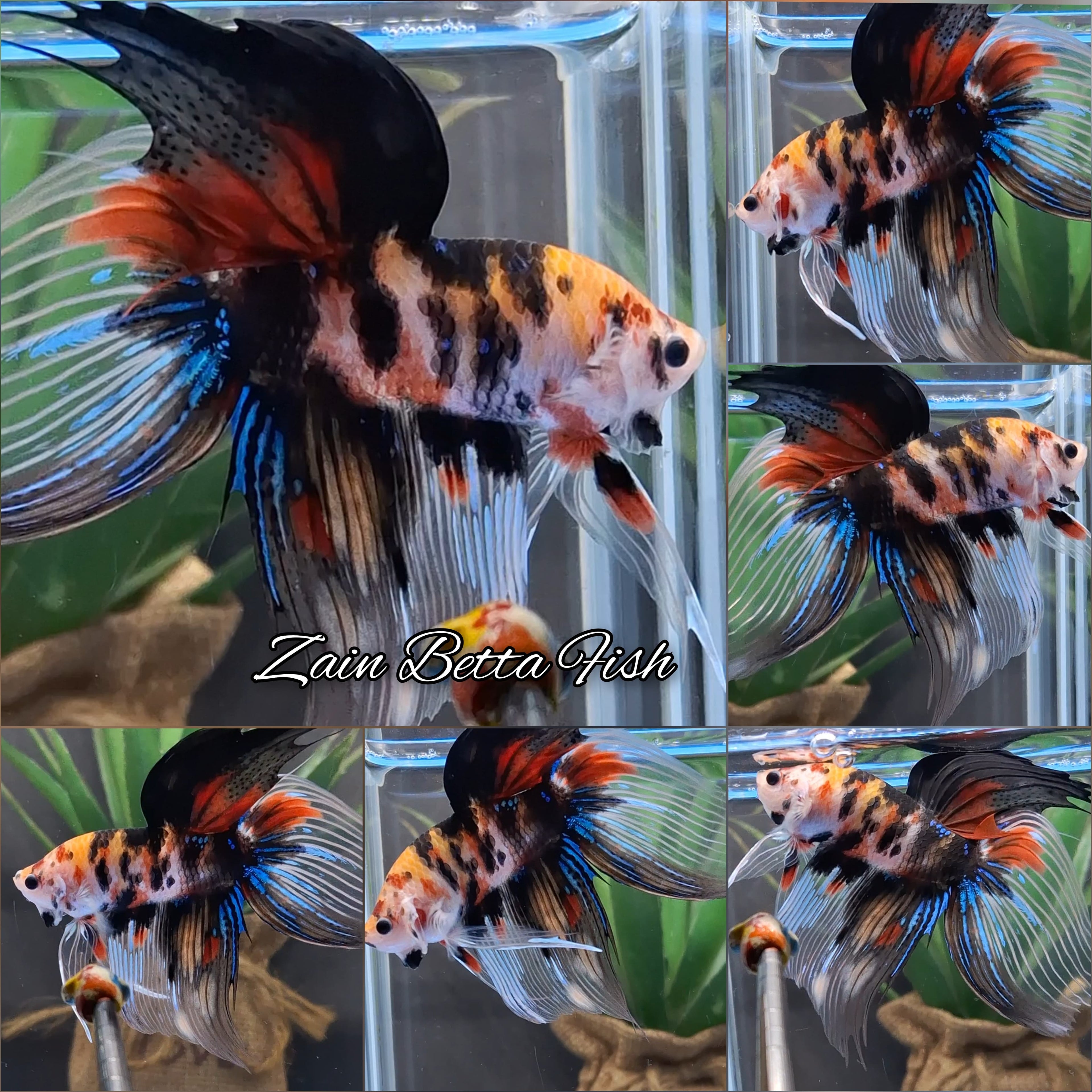 Veiltail Tiger Koi Betta Fish XXL Size Male