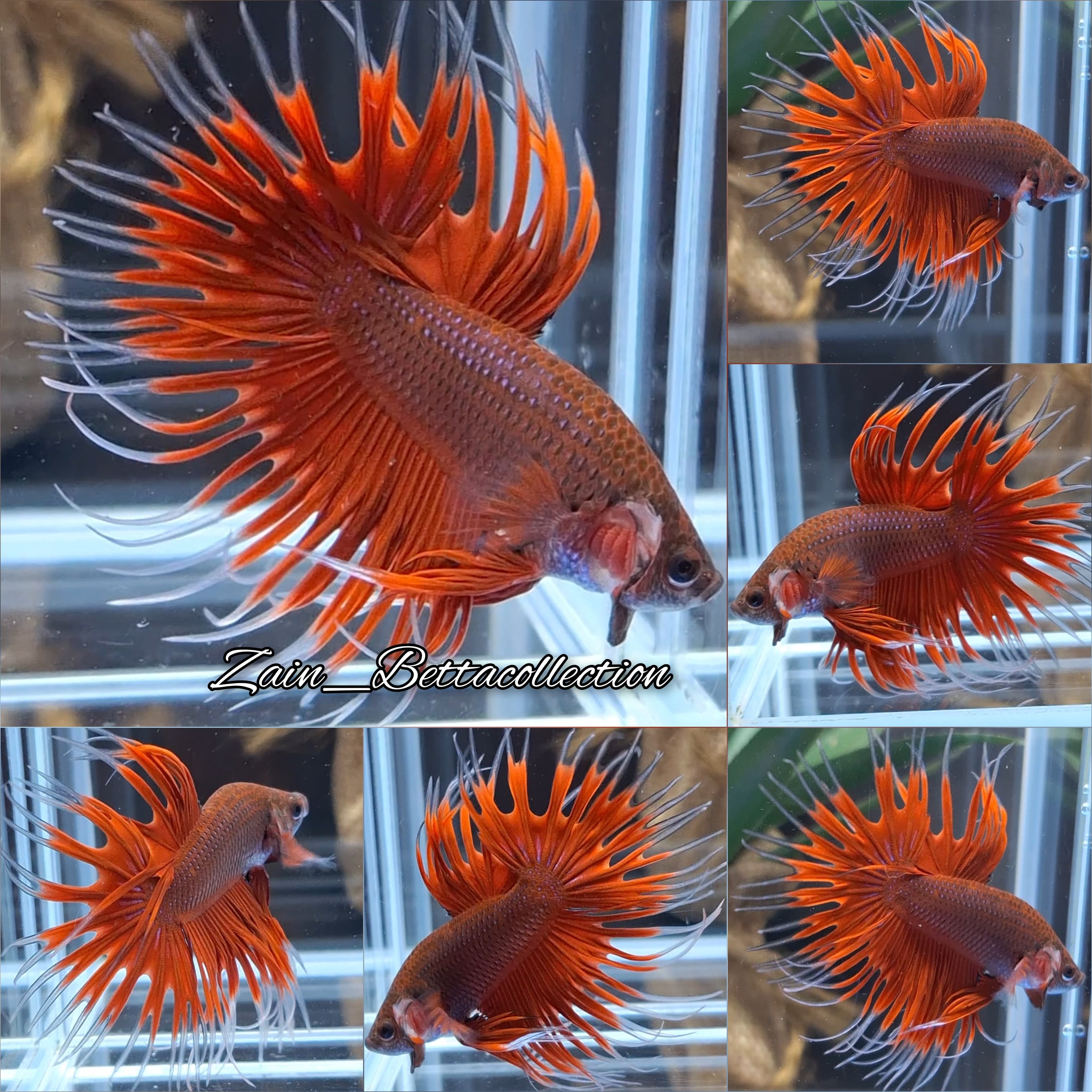Red Butterfly Crowntail Betta Fish Male