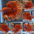 Red Crowntail Betta Fish Male