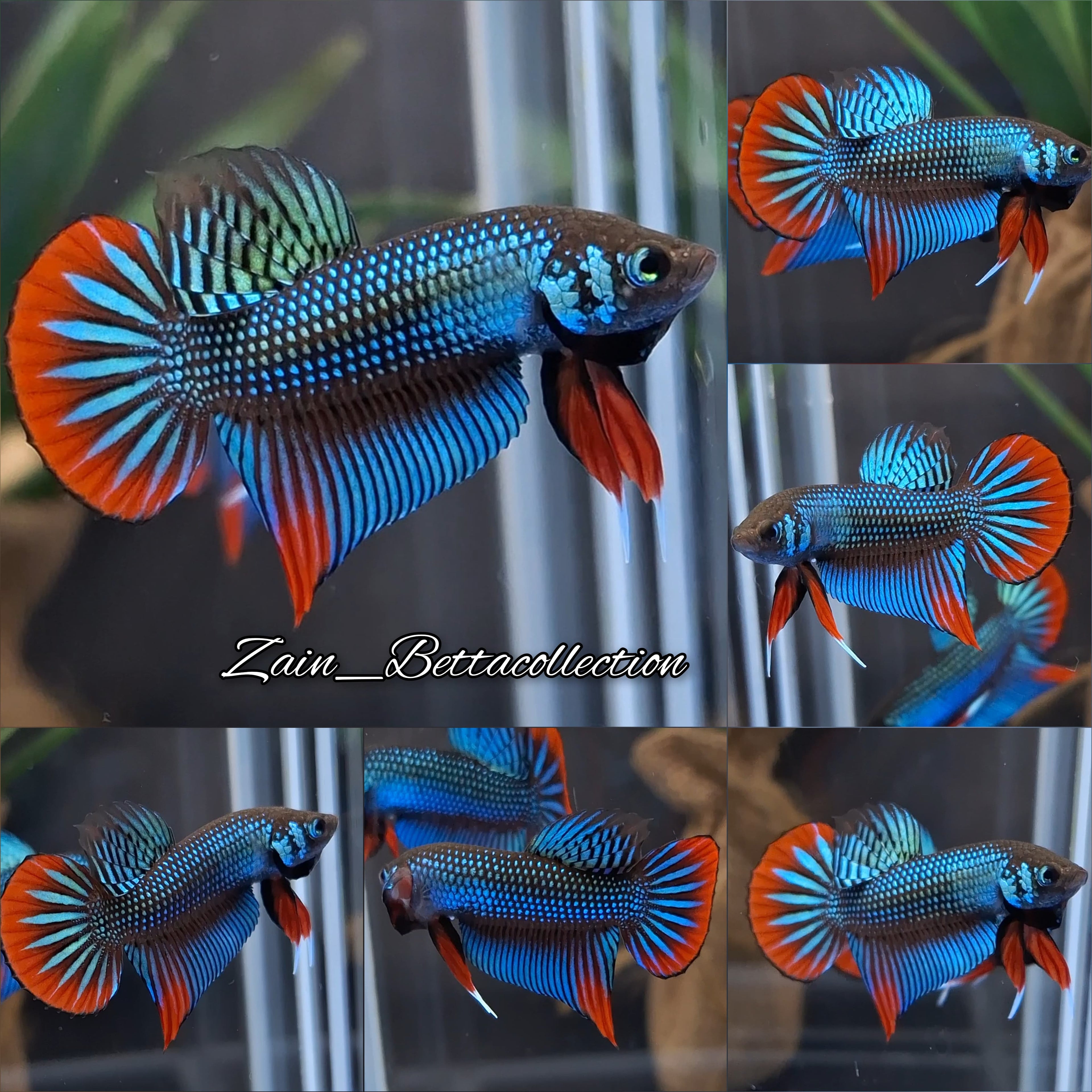 Green Imbellis Wild Betta Fish Male