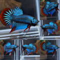 Green Imbellis Wild Betta Fish Male