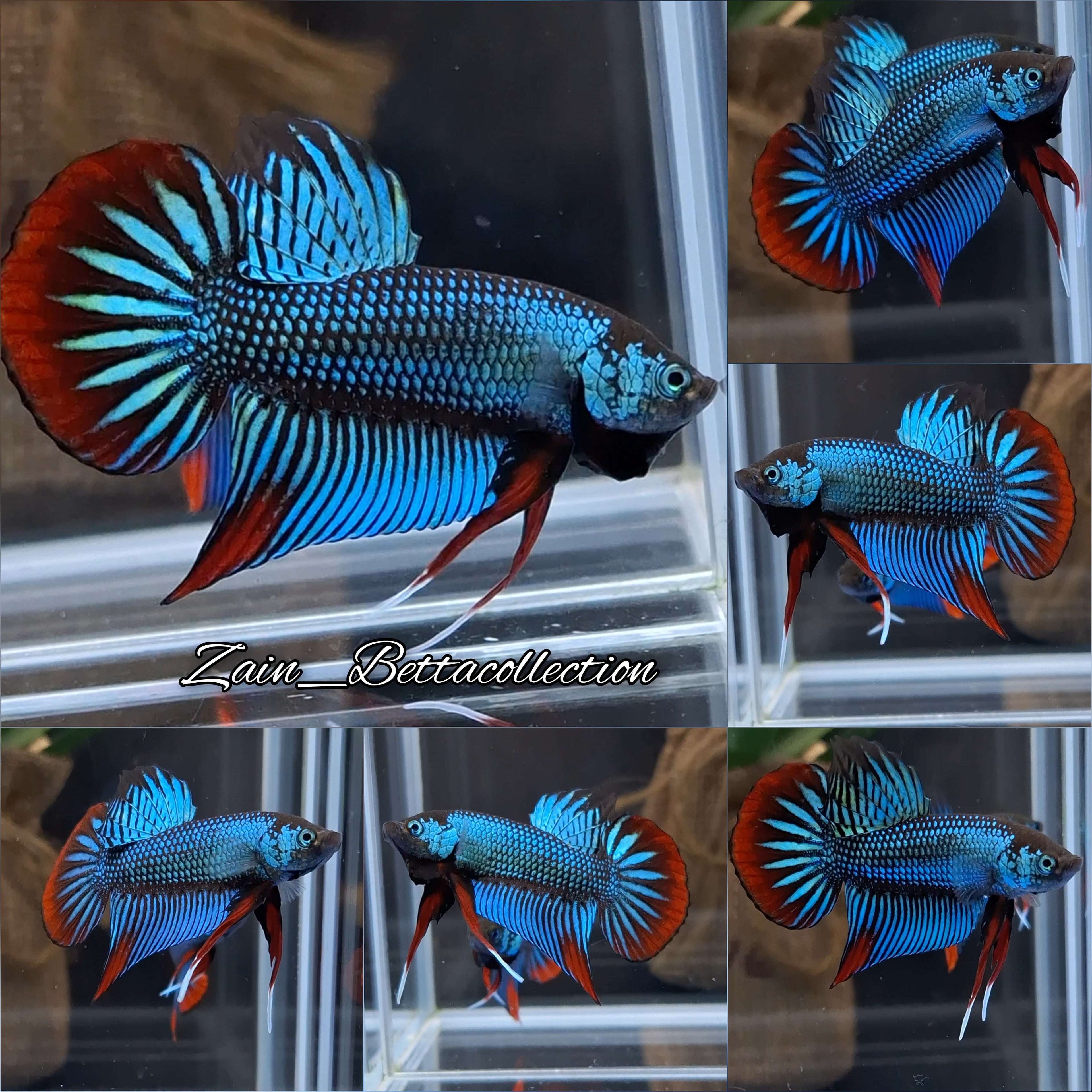 Green Imbellis Wild Betta Fish Male