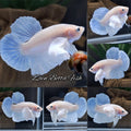 White Unicorn Skyblue Dumbo Ear HMPK Betta Fish Male