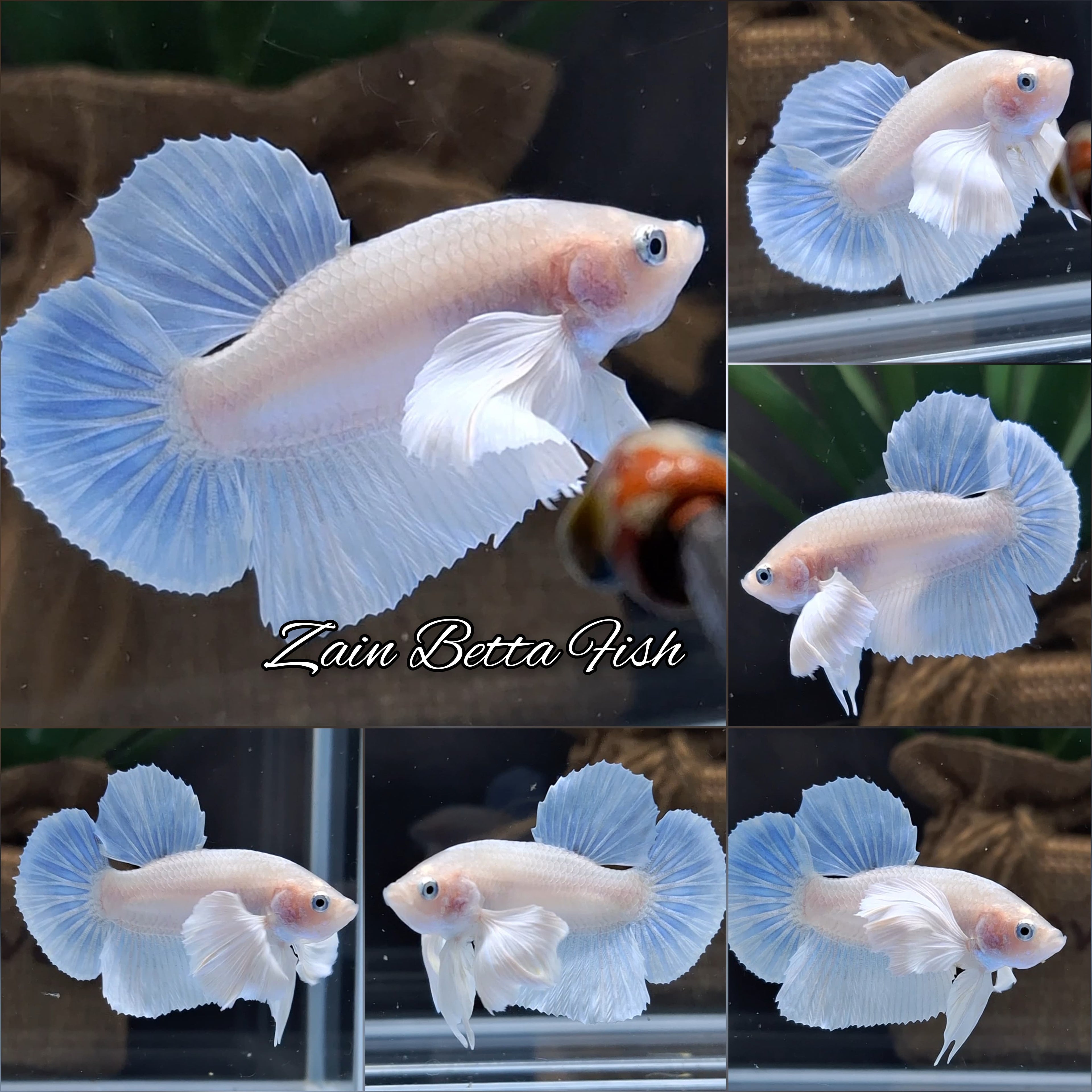 White Unicorn Skyblue Dumbo Ear HMPK Betta Fish Male