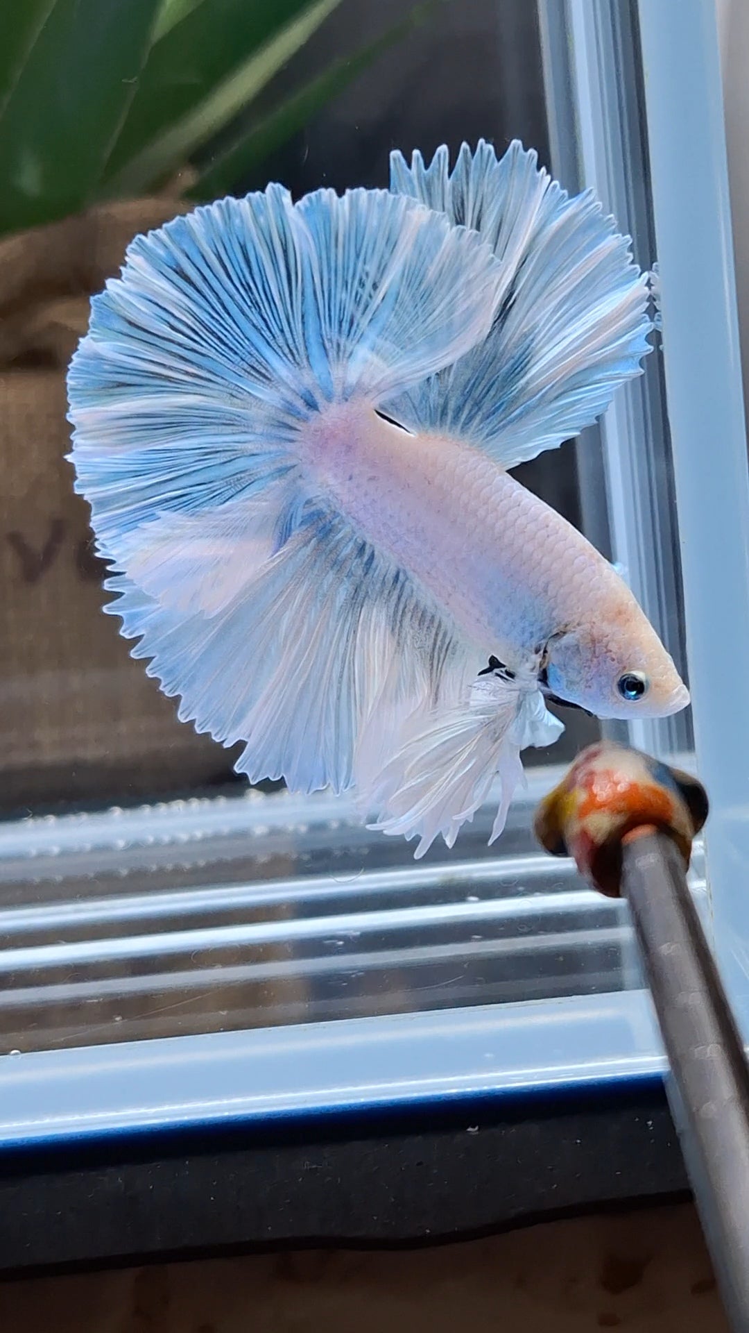 Over Halfmoon King Pastel Aurora Blue Sky Betta Fish Male
