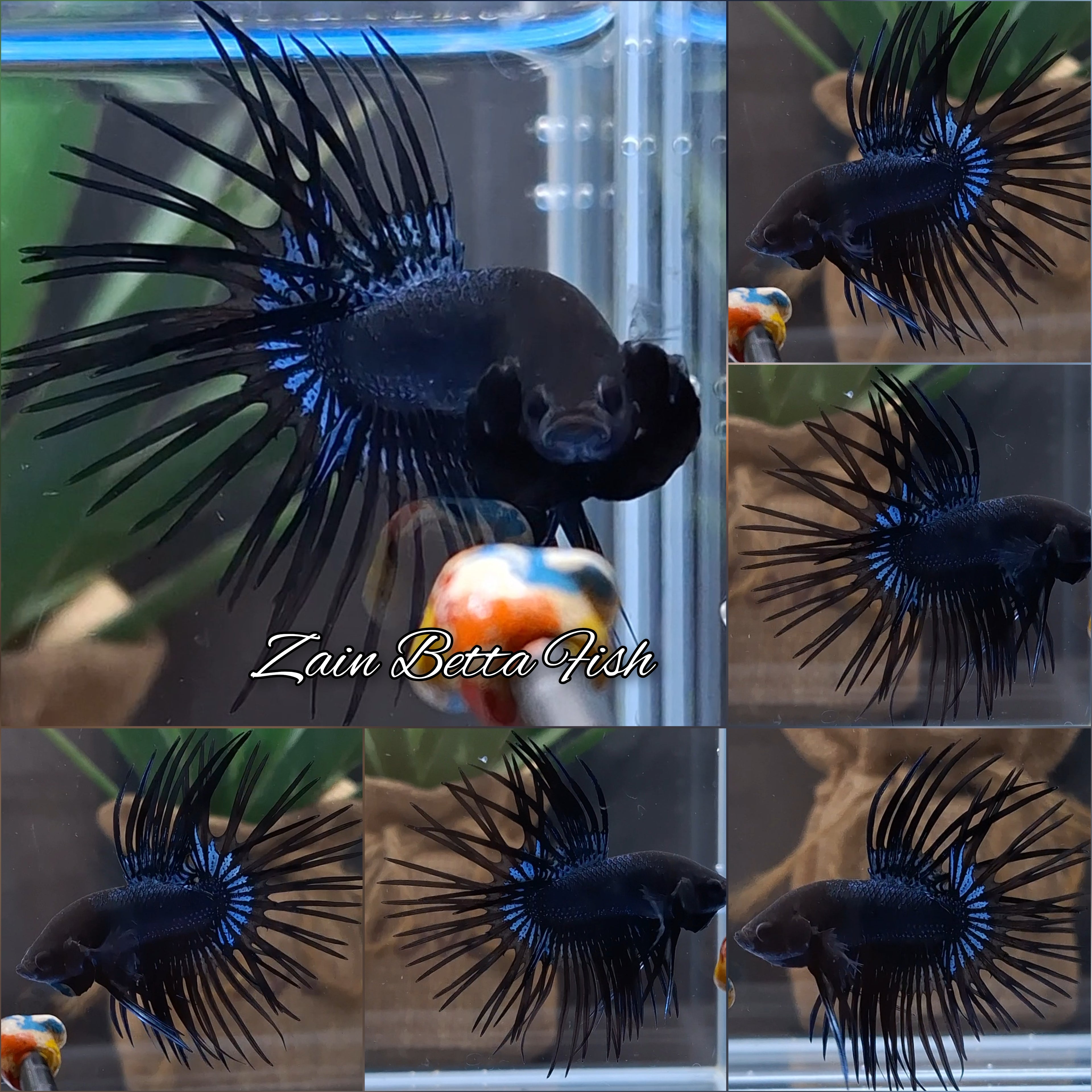 Crowntail Black Orchid Betta Fish Male